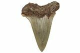 Serrated Angustidens Tooth - Megalodon Ancestor #350777-1